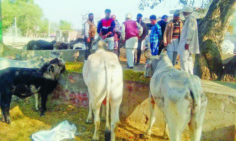 ਡੇਰਾ ਸ਼ਰਧਾਲੂਆਂ ਕੀਤੀ ਬੇਸਹਾਰਾ ਗਊਆਂ ਦੀ ਦੇਖਭਾਲ