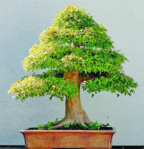 ‘ਆਈ ਹਰਿਆਲੀ’ ਐਪ ਦਾ ਜਾਦੂ, ਇੱਕ ਹਫ਼ਤੇ ‘ਚ 7 ਲੱਖ ਪੌਦੇ ਹੋਏ ਸਪਲਾਈ