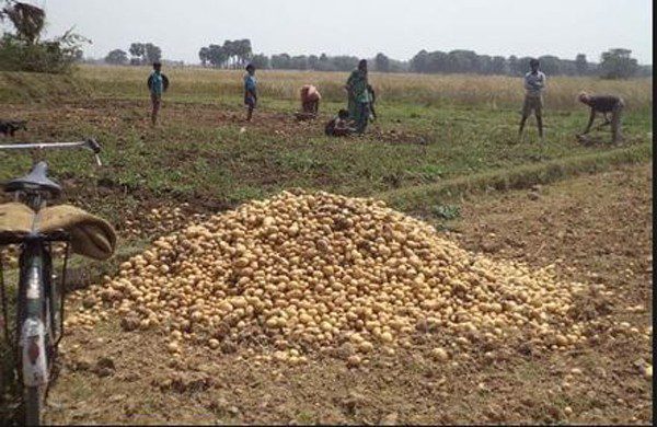 ਆਲੂ ਬਾਰੇ ਚਿੰਤਤ ਹੋਇਆ ਸਦਨ, ਅਮਰਿੰਦਰ ਨੇ ਦਿੱਤਾ ਛੇਤੀ ਹੱਲ ਕਰਨ ਦਾ ਭਰੋਸਾ