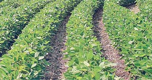 ਸੋਇਆਬੀਨ ਦੀ ਕਾਸ਼ਤ ਦੇ ਸੁਚੱਜੇ ਢੰਗ