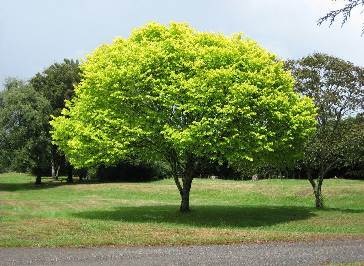 Poems: Punjabi, Litrature