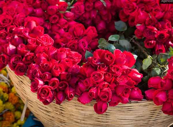 ਗੁਲਾਬ ਦੇ ਫੁੱਲਾ ਦੀ ਗੁਣਵੱਤਾ ਵਿੱਚ ਗਿਰਾਵਟ ਨੂੰ ਲੈ ਕੇ ਚਿੰਤਾ