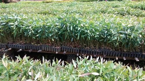 ਖੇਤੀਬਾੜੀ : ਲਾਹੇਵੰਦ ਹੋ ਸਕਦੈ ਵੱਖ-ਵੱਖ ਕਿਸਮਾਂ ਦੀ ਪਨੀਰੀ ਵੇਚਣ ਦਾ ਕਾਰੋਬਾਰ