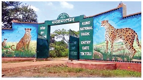 ਹੁਣ ਕੂਨੋ ਨੈਸ਼ਨਲ ਪਾਰਕ ’ਚ ਫਰਾਟਾ ਦੌੜਾਂ ਲਾਉਣਗੇ ਚੀਤੇ