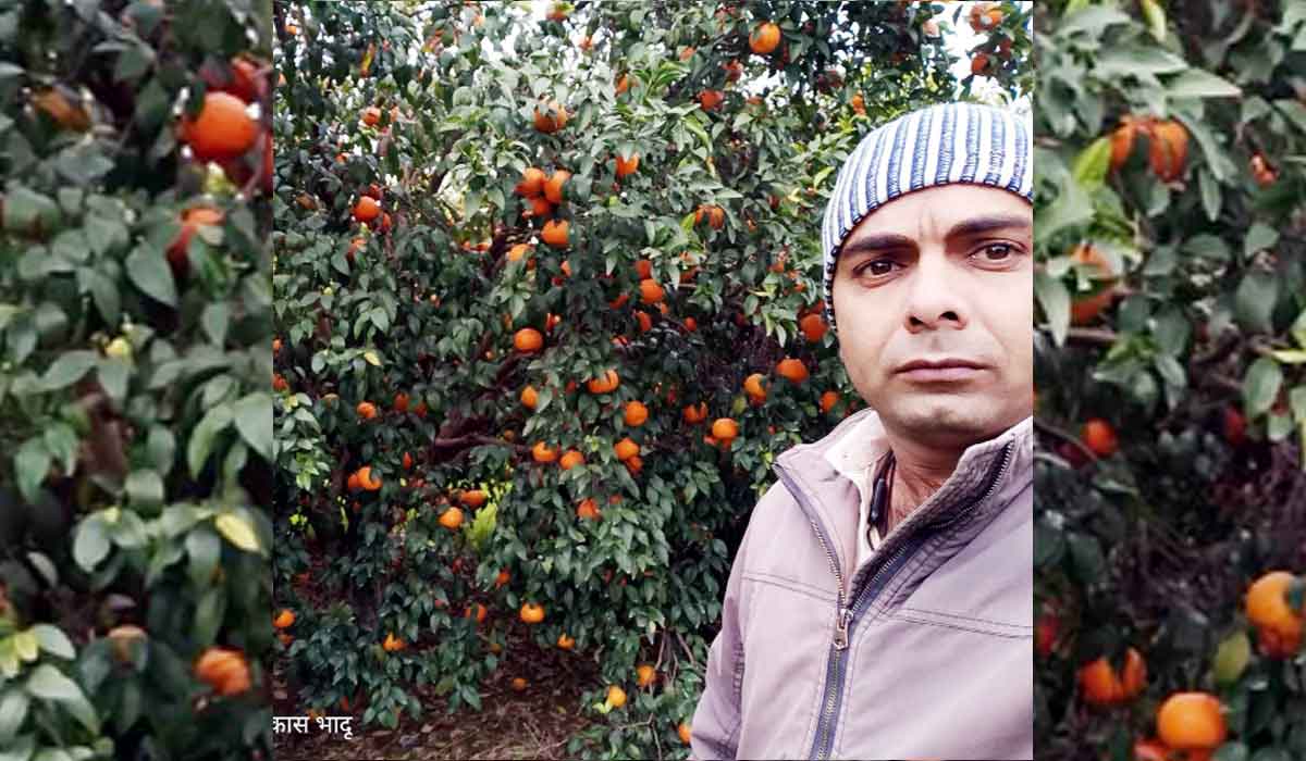 ਕਿੰਨੂ ਕਾਸ਼ਤਕਾਰਾਂ ਨੂੰ ਇਸ ਵਾਰ ਵੱਧ ਭਾਅ ਮਿਲਣ ਦੀ ਉਮੀਦ