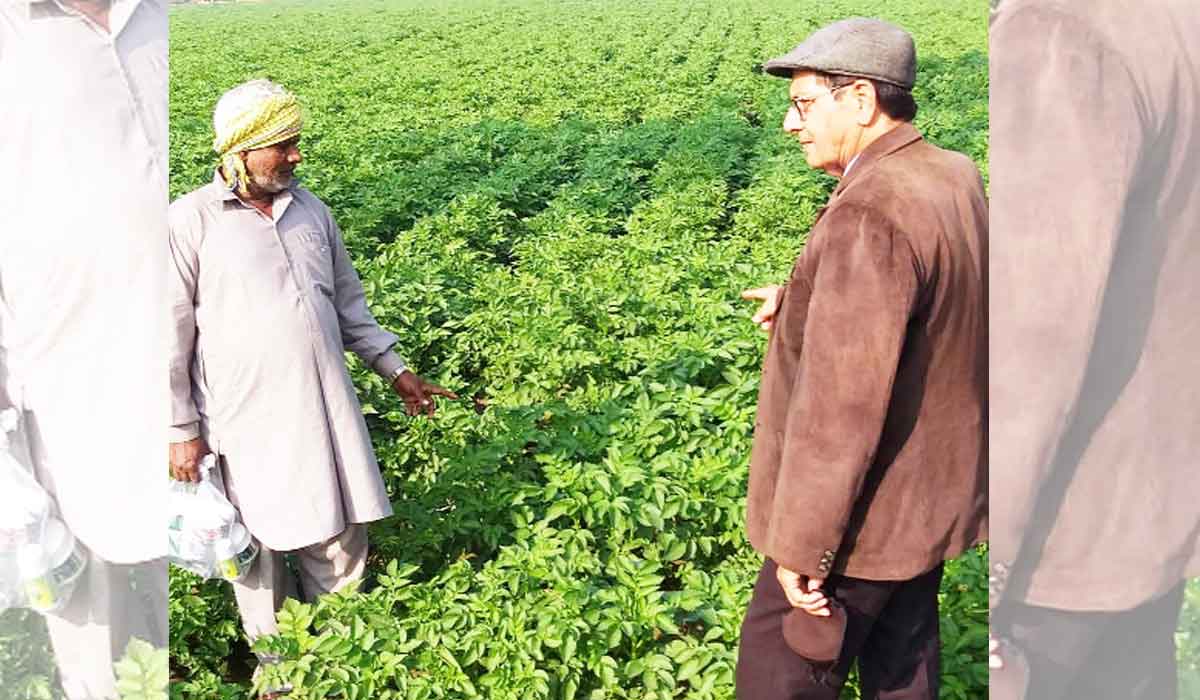 ਆਲੂ-ਟਮਾਟਰ ਦੀ ਖੇਤੀ ਕਰਨ ਵਾਲੇ ਕਿਸਾਨ ਹੋਣ ਸਾਵਧਾਨ