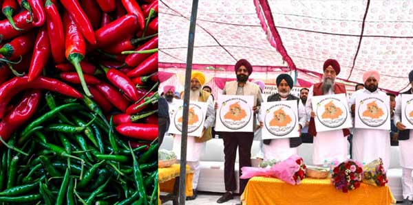 ਹੁਣ ਵਿਦੇਸ਼ੀ ਲਾਉਣਗੇ ਪੰਜਾਬ ਦੀਆਂ ਮਿਰਚਾਂ ਦਾ ਤੜਕਾ