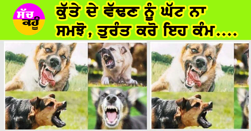 ਕੁੱਤੇ ਦੇ ਵੱਢਣ ’ਤੇ ਕੀ ਕਰੀਏ ਅਤੇ ਕੀ ਨਾ ਕਰੀਏ, ਜਾਣੋ ਕੀ ਵਰਤੀਏ ਸਾਵਧਾਨੀ, ਲਾਪਰਵਾਹੀ ਨਾ ਵਰਤੋਂ