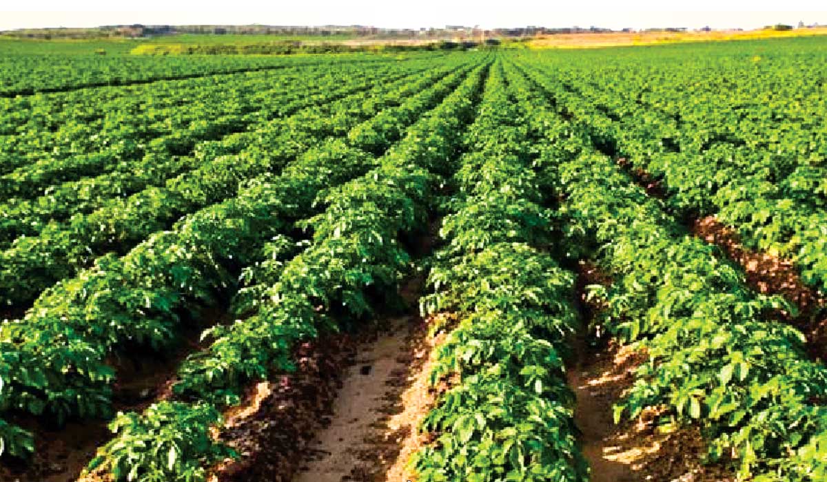 ਆਲੂ ਦਾ ਮਿਆਰੀ ਬੀਜ ਤਿਆਰ ਕਰਨ ਲਈ ਸੀਡ ਪਲਾਟ ਤਕਨੀਕ ਅਪਣਾਓ