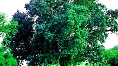 ਕੀ ਤੁਸੀਂ ਜਾਣਦੇ ਹੋ ਇੱਕ ਰੁੱਖ ਦੀ ਕੀਮਤ?