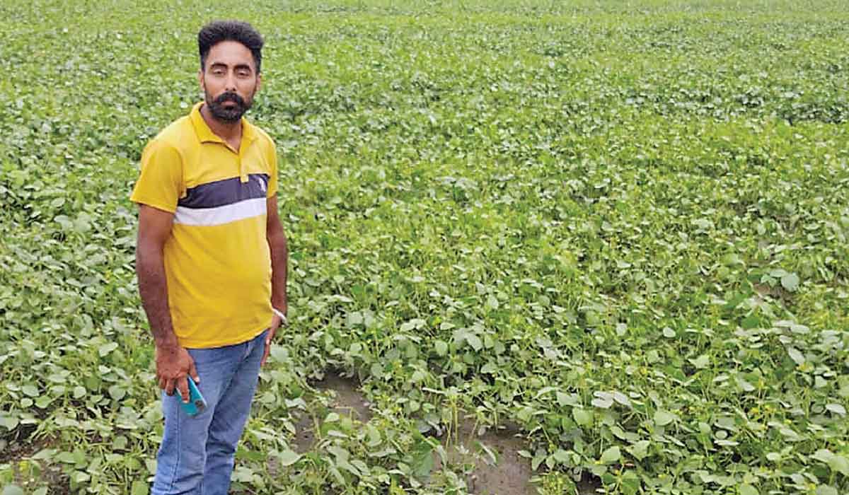 ਹਾੜ੍ਹੀ ਦੇ ਮਗਰੋਂ ਮੂੰਗੀ ਦੀ ਫਸਲ ਬੀਜਣ ਦਾ ਰੁਝਾਨ ਵਧਣ ਲੱਗਿਆ