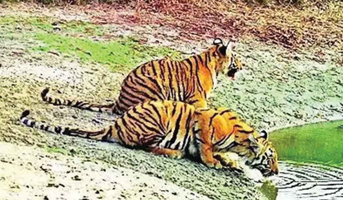 ਸਰਿਸਕਾ ’ਚ ਬਾਘਾਂ ਦੀ ਗਿਣਤੀ 40 ਨੂੰ ਢੁੱਕੀ
