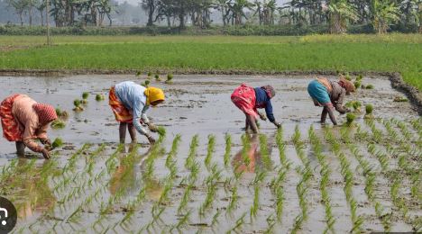 ਦੂਜੇ ਗੇੜ ਤਹਿਤ ਝੋਨੇ ਦੀ ਲਵਾਈ 15 ਜੂਨ ਤੋਂ, ਕਿਸਾਨਾਂ ਵੱਲੋਂ ਤਿਆਰੀਆਂ ਵਿੱਢੀਆਂ