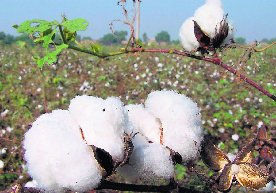 Cotton Crop : ਮਾਹਿਰਾਂ ਨੇ ਨਰਮੇ ‘ਤੇ ਗੁਲਾਬੀ ਸੁੰਡੀ ਤੇ ਚਿੱਟੀ ਮੱਖੀ ਦੀ ਸਰਵਪੱਖੀ ਰੋਕਥਾਮ ਲਈ ਦਿੱਤੇ ਨੁਕਤੇ