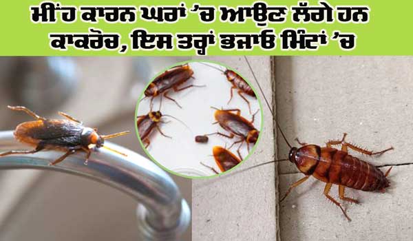 ਮੀਂਹ ਕਾਰਨ ਘਰ ’ਚ ਆਉਣ ਲੱਗੇ ਹਨ ਕਾਕਰੋਚ, ਇਸ ਤਰ੍ਹਾਂ ਘਰਾਂ ’ਚੋਂ ਭਜਾਓ ਕਾਕਰੋਚਾਂ ਨੂੰ