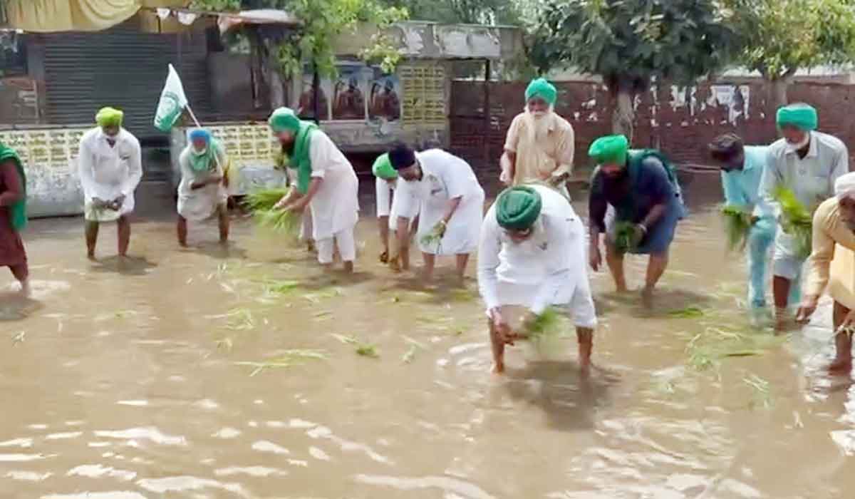 ਮਾਨਸਾ ਦੀਆਂ ਸੜਕਾਂ ਤੇ ਕਿਸਾਨਾਂ ਨੇ ਲਾਇਆ ਝੋਨਾ