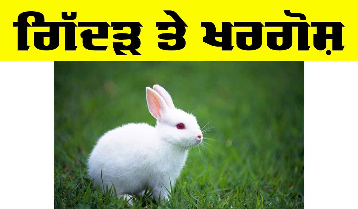 Rabbit : ਗਿੱਦੜ ਤੇ ਖਰਗੋਸ਼ (ਬਾਲ ਕਹਾਣੀ)