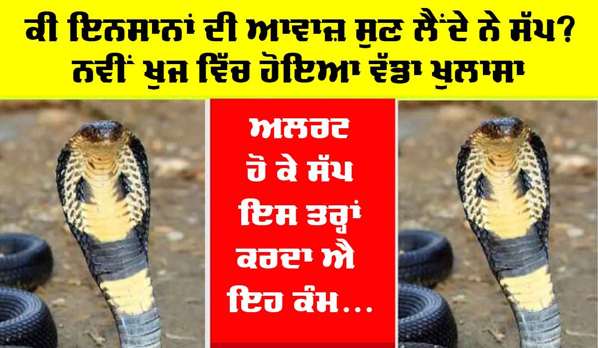 Cobra Snake : ਆਖਰ ਇਨਸਾਨਾਂ ਦੀ ਹਰ ਗੱਲ ਨੂੰ ਕਿਵੇਂ ਸੁਣ ਲੈਂਦਾ ਐ ਕੋਬਰਾ? ਇਸ ਖੋਜ ਨੇ ਸੱਚਾਈ ਦਾ ਕੀਤਾ ਖੁਲਾਸਾ