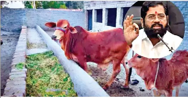 Cow Maharashtra: ‘ਰਾਜ ਮਾਤਾ’ ਦਾ ਦਰਜਾ ਦਿਵਾਉਣ ਵਾਲਾ ਇਹ ਹੈ ਦੇਸ਼ ਦਾ ਪਹਿਲਾ ਸੂਬਾ, ਜਾਣੋ