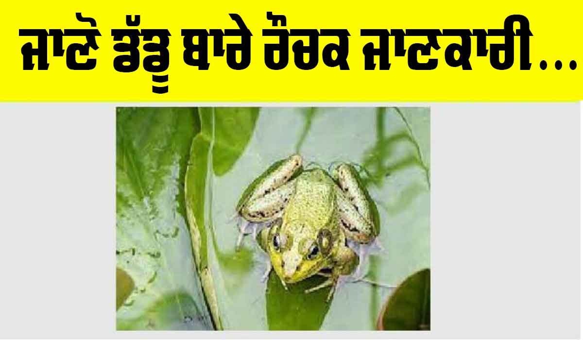 Fun Facts Frog: ਡੱਡੂ ਦਾ ਜੀਵਨ ਚੱਕਰ ਤੇ ਰੌਚਕ ਗੱਲਾਂ