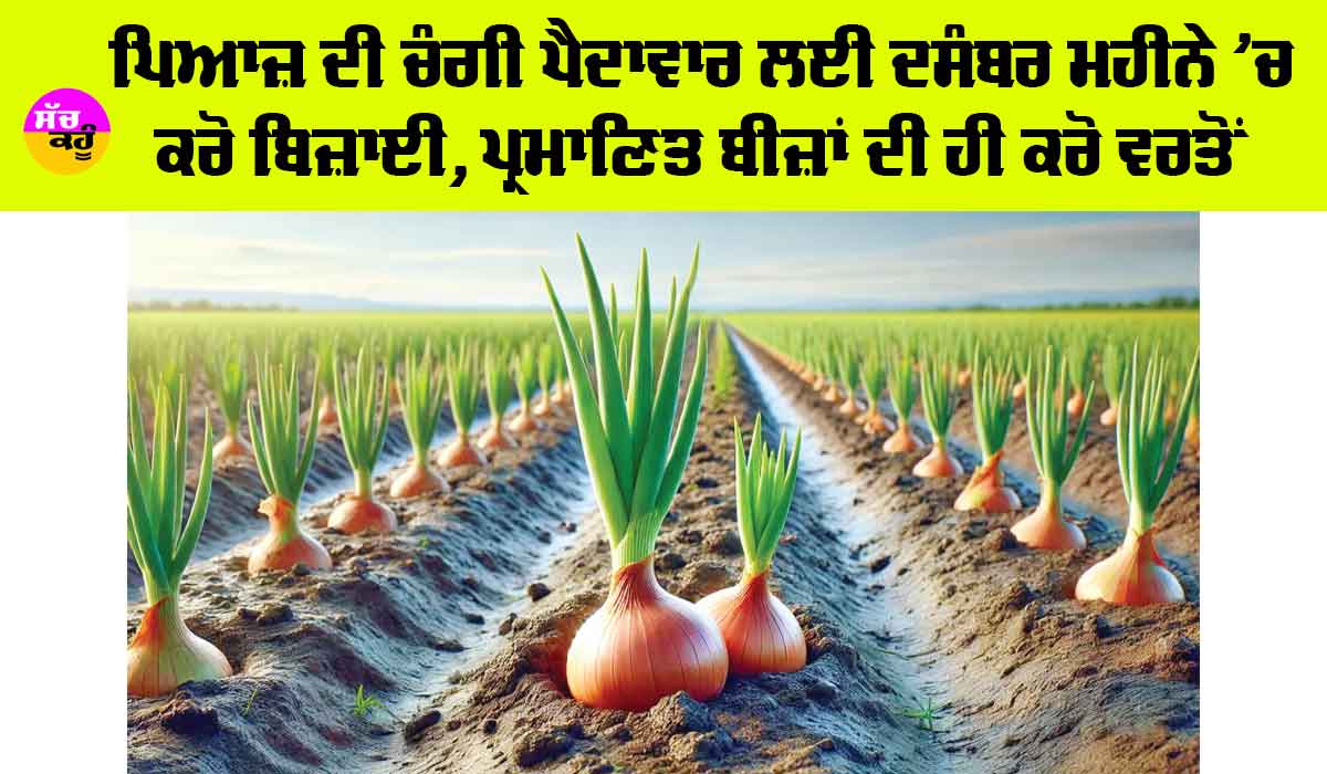 Onion Farming: ਪਿਆਜ਼ ਦੀ ਚੰਗੀ ਪੈਦਾਵਾਰ ਲਈ ਦਸੰਬਰ ਮਹੀਨੇ ’ਚ ਕਰੋ ਬਿਜ਼ਾਈ, ਪ੍ਰਮਾਣਿਤ ਬੀਜ਼ਾਂ ਦੀ ਹੀ ਕਰੋ ਵਰਤੋਂ