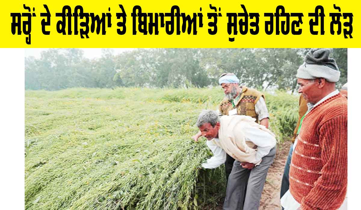 Agriculture News: ਸਰ੍ਹੋਂ ਦੇ ਕੀੜਿਆਂ ਤੇ ਬਿਮਾਰੀਆਂ ਤੋਂ ਸੁਚੇਤ ਰਹਿਣ ਦੀ ਲੋੜ