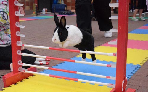 Bal Story: ਖਰਗੋਸ਼ ਦੀ ਤਰਕੀਬ (ਬਾਲ ਕਹਾਣੀ)