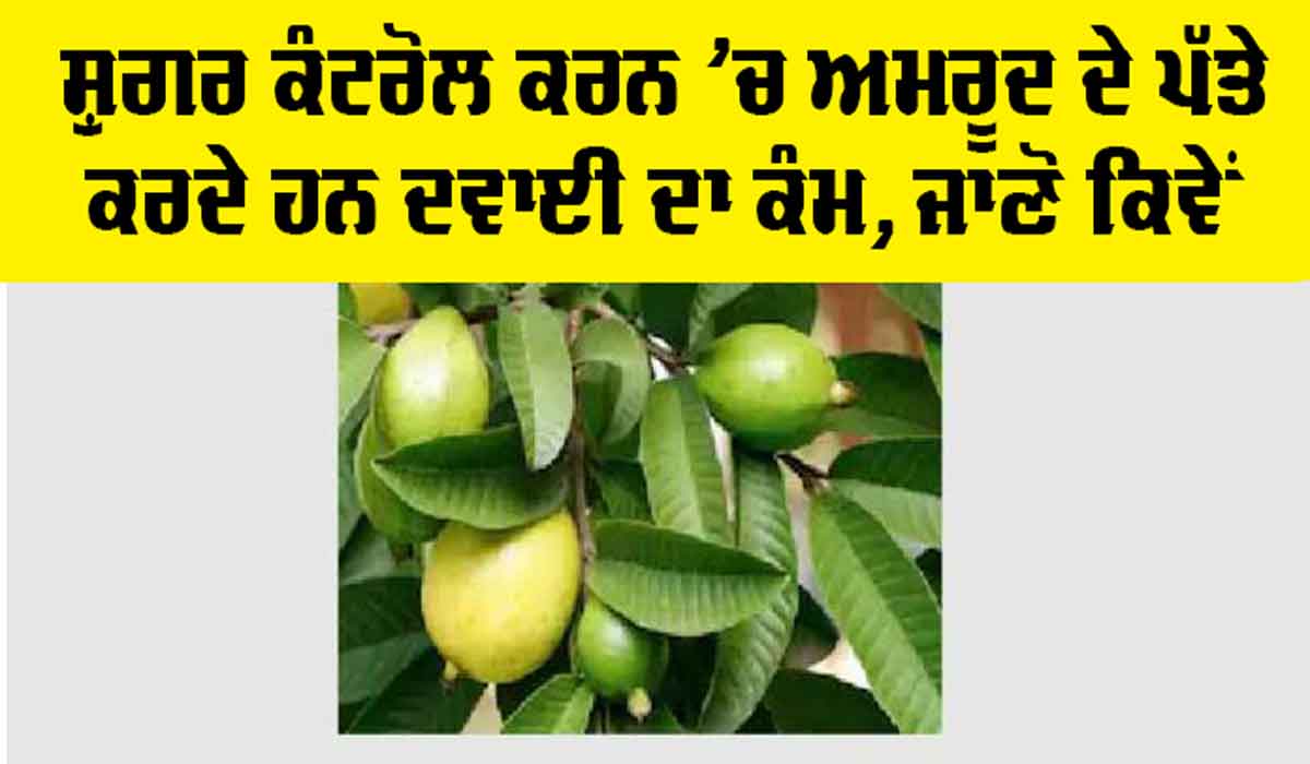 Guava Leaf for Diabetes: ਸ਼ੁਗਰ ਕੰਟਰੋਲ ਕਰਨ ’ਚ ਅਮਰੂਦ ਦੇ ਪੱਤੇ ਕਰਦੇ ਹਨ ਦਵਾਈ ਦਾ ਕੰਮ, ਜਾਣੋ ਕਿਵੇਂ