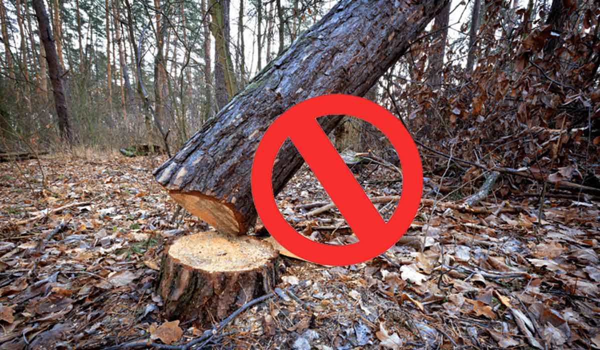 Save Tree: ਅੰਨ੍ਹੇਵਾਹ ਰੁੱਖ ਵੱਢਣ ’ਤੇ ਲੱਗੇ ਰੋਕ