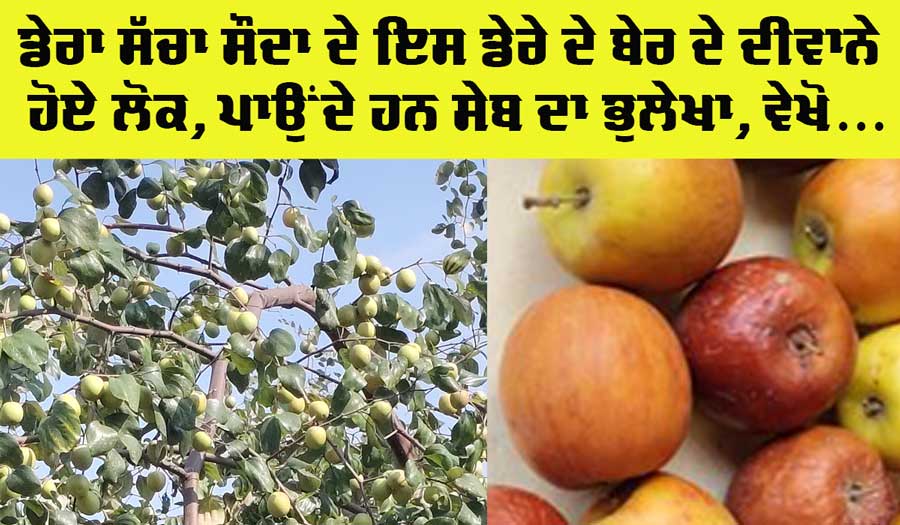 Ber Benefits: ਡੇਰਾ ਸੱਚਾ ਸੌਦਾ ਦੇ ਇਸ ਡੇਰੇ ਦੇ ਬੇਰੀਆਂ ਨੂੰ ਲੱਗੇ ਸੇਬਾਂ ਵਰਗੇ ਬੇਰ, ਦੂਰ-ਦਰ ਤੱਕ ਚਰਚਾ 