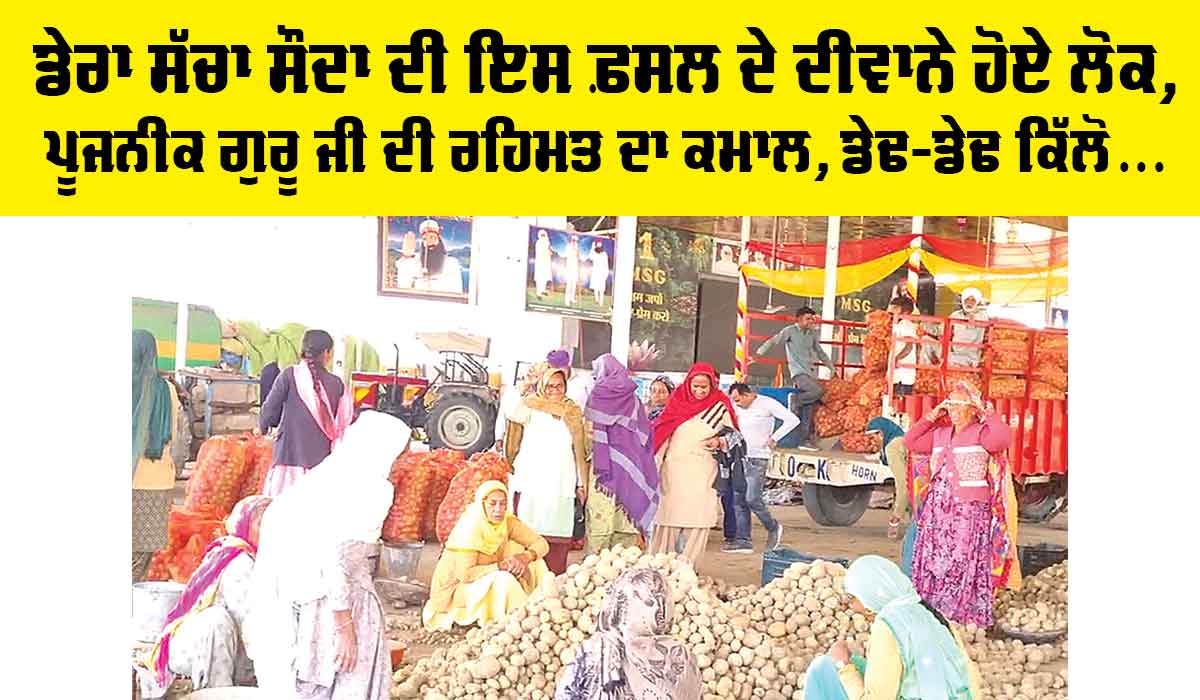 Saint MSG Tips: ਡੇਰਾ ਸੱਚਾ ਸੌਦਾ ਦੀ ਇਸ ਫ਼ਸਲ ਦੇ ਦੀਵਾਨੇ ਹੋਏ ਲੋਕ, ਪੂਜਨੀਕ ਗੁਰੂ ਜੀ ਦੀ ਰਹਿਮਤ ਦਾ ਕਮਾਲ, ਡੇਢ-ਡੇਢ ਕਿੱਲੋ…