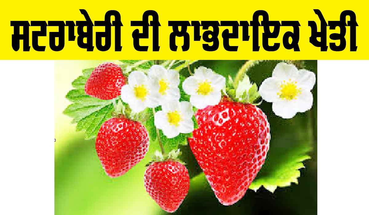 Strawberry Farming: ਸਟਰਾਬੇਰੀ ਦੀ ਲਾਭਦਾਇਕ ਖੇਤੀ