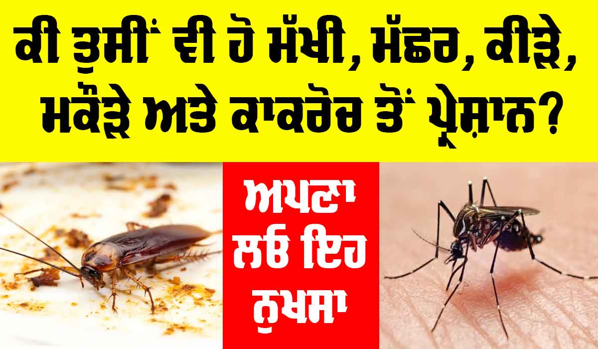 Mosquitoes and Cockroaches: ਕੀ ਤੁਸੀਂ ਵੀ ਹੋ ਮੱਖੀ, ਮੱਛਰ, ਕੀੜੇ, ਮਕੌੜੇ ਅਤੇ ਕਾਕਰੋਚ ਤੋਂ ਪ੍ਰੇਸ਼ਾਨ, ਤਾਂ ਅਪਣਾ ਲਓ ਇਨ੍ਹਾਂ ਨੂੰ ਭਜਾਉਣ ਦਾ ਇਹ ਨੁਕਤਾ