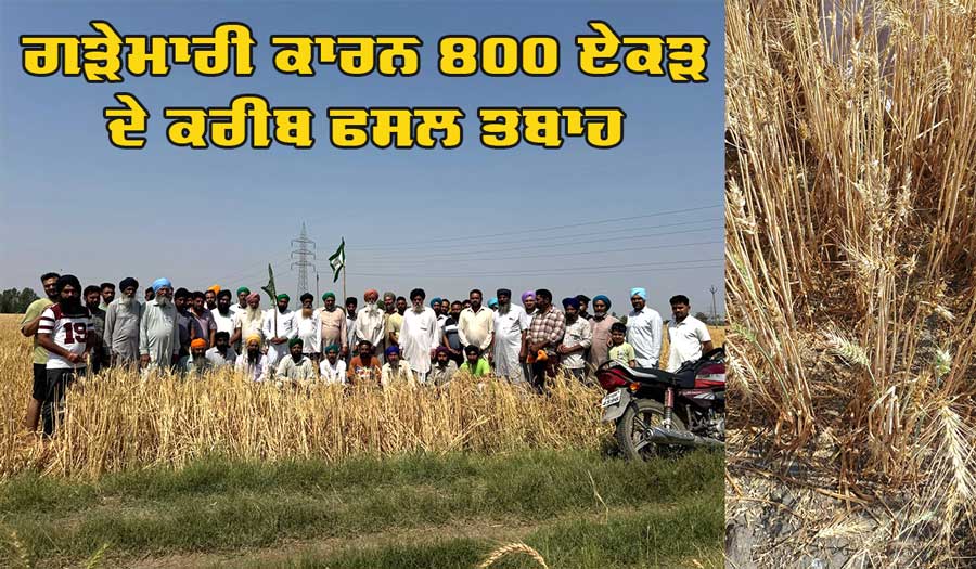 Punjab Hailstorm: ਗੜੇਮਾਰੀ ਕਾਰਨ 800 ਏਕੜ ਦੇ ਕਰੀਬ ਫਸਲ ਤਬਾਹ