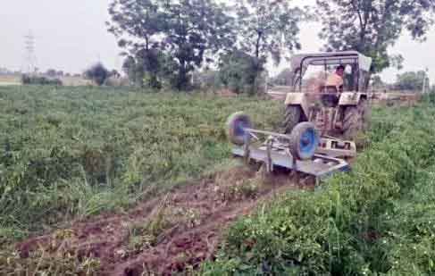 Chilli Farming Punjab