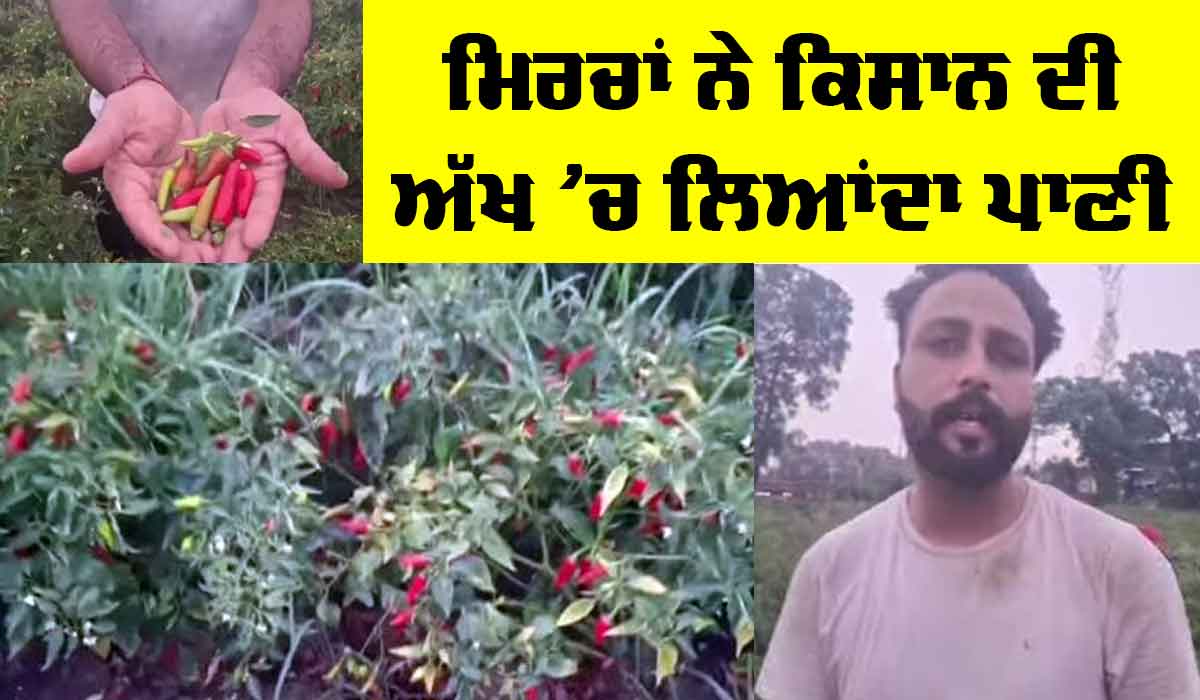 Chilli Farming Punjab: ਮਿਰਚਾਂ ਦੀ ਖੇਤੀ ਨੇ ਕਿਸਾਨ ਦੀਆਂ ਅੱਖਾਂ ਲਿਆਂਦਾ ਪਾਣੀ, ਬਦਲਵੀਂ ਖੇਤੀ ਦਾ ਦੁੱਖ ਵੀ ਸੁਣਾਉਣਾ ਹੋਇਆ ਔਖਾ