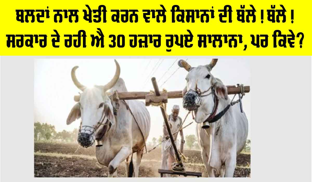 Government News: ਹੁਣ ਬਲਦਾਂ ਨਾਲ ਖੇਤੀ ਕਰਨ ਵਾਲੇ ਕਿਸਾਨਾਂ ਨੂੰ ਸਰਕਾਰ ਦੇਵੇਗੀ 30 ਹਜ਼ਾਰ ਰੁਪਏ ਸਾਲਾਨਾ!, ਕਿਵੇਂ ਕਰਨਾ ਹੈ ਅਪਲਾਈ, ਜਾਣੋ ਪੂਰੀ ਪ੍ਰਕਿਰਿਆ