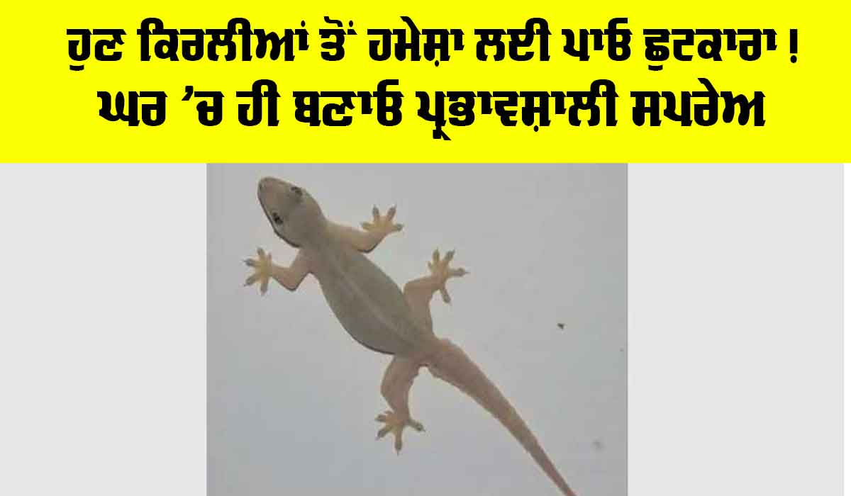 Tips and Tricks: ਹੁਣ ਕਿਰਲੀਆਂ ਤੋਂ ਹਮੇਸ਼ਾ ਲਈ ਪਾਓ ਛੁਟਕਾਰਾ! ਘਰ ’ਚ ਹੀ ਬਣਾਓ ਪ੍ਰਭਾਵਸ਼ਾਲੀ ਸਪਰੇਅ