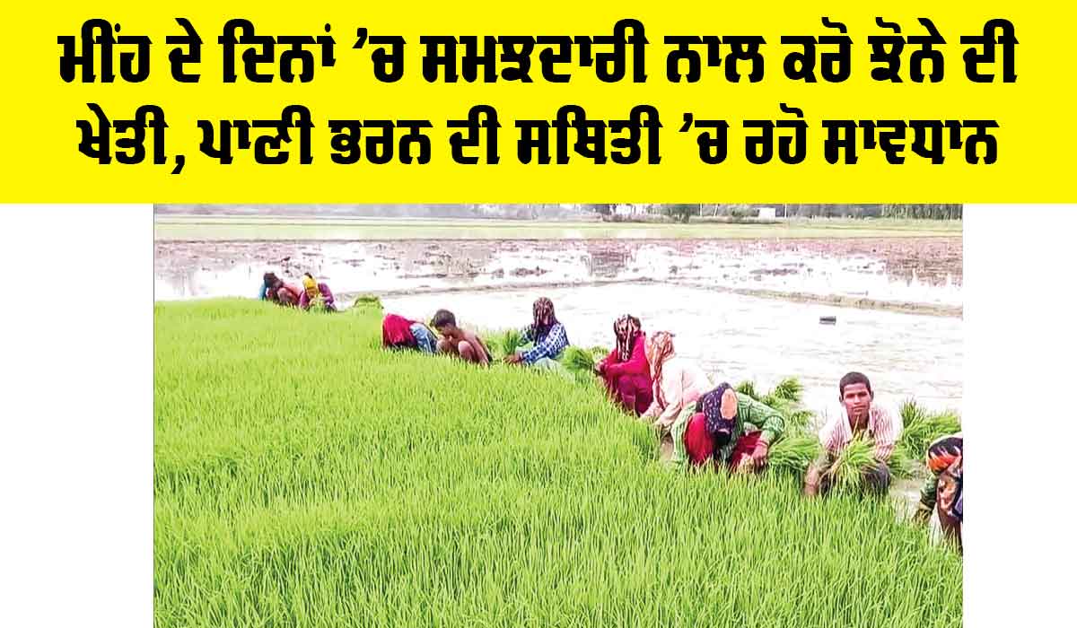 Punjab Paddy Cultivation: ਮੀਂਹ ਦੇ ਦਿਨਾਂ ’ਚ ਸਮਝਦਾਰੀ ਨਾਲ ਕਰੋ ਝੋਨੇ ਦੀ ਖੇਤੀ, ਪਾਣੀ ਭਰਨ ਦੀ ਸਥਿਤੀ ’ਚ ਰਹੋ ਸਾਵਧਾਨ