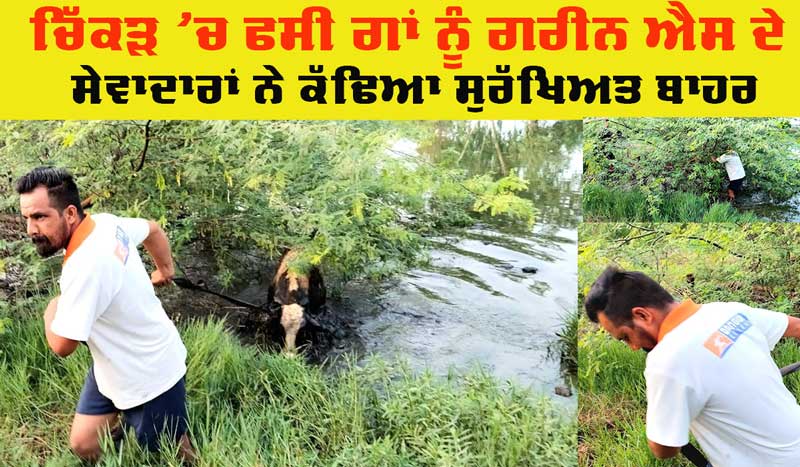 Welfare Work: ਚਿੱਕੜ ਵਾਲੇ ਟੋਭੇ ‘ਚ ਫਸੀ ਗਾਂ ਨੂੰ ਗਰੀਨ ਐੱਸ ਦੇ ਸੇਵਾਦਾਰਾਂ ਨੇ ਕੱਢਿਆ ਬਾਹਰ 