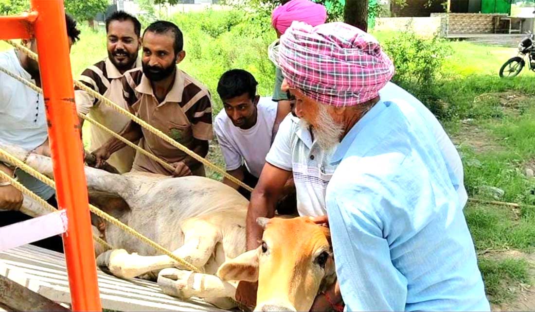 Welfare News: ਗਰੀਨ ਐਸ ਦੇ ਸੇਵਾਦਾਰਾਂ ਨੇ ਜ਼ਖਮੀ ਗਊ ਦਾ ਇਲਾਜ ਕਰਵਾ ਕੇ ਗਊਸ਼ਾਲਾ ‘ਚ ਛੱਡਿਆ