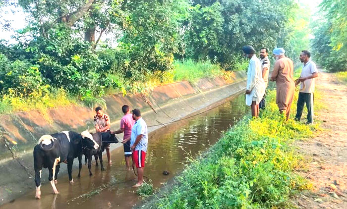 Animal Welfare: ਸੂਏ ‘ਚ ਡਿੱਗੇ 2 ਬੇਸ਼ਹਾਰਾ ਪਸ਼ੂਆਂ ਨੂੰ ਸੇਵਾਦਾਰਾਂ ਨੇ ਬਾਹਰ ਕੱਢਿਆ