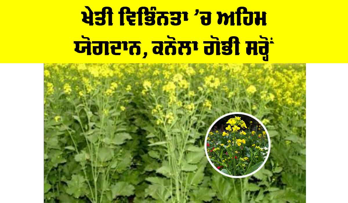 Canola Mustard Cultivation: ਖੇਤੀ ਵਿਭਿੰਨਤਾ ’ਚ ਅਹਿਮ ਯੋਗਦਾਨ, ਕਨੋਲਾ ਗੋਭੀ ਸਰ੍ਹੋਂ