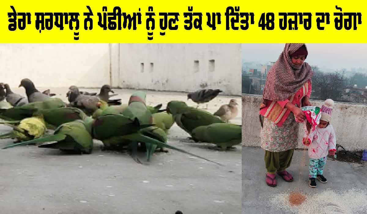 Welfare Work: ਡੇਰਾ ਸ਼ਰਧਾਲੂ ਨੇ ਪੰਛੀਆਂ ਨੂੰ ਹੁਣ ਤੱਕ ਪਾ ਦਿੱਤਾ 48 ਹਜ਼ਾਰ ਦਾ ਚੋਗਾ