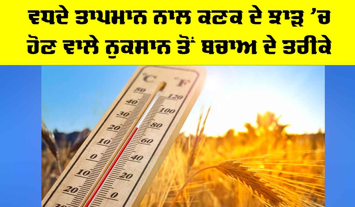 Kisan News: ਵਧਦੇ ਤਾਪਮਾਨ ਨਾਲ ਕਣਕ ਦੇ ਝਾੜ ’ਚ ਹੋਣ ਵਾਲੇ ਨੁਕਸਾਨ ਤੋਂ ਬਚਾਅ ਦੇ ਤਰੀਕੇ
