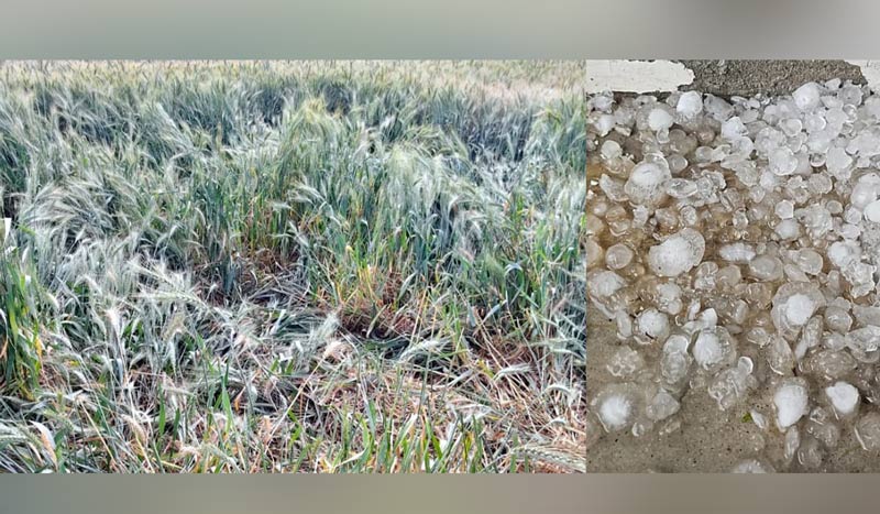 Unseasonal Rain Punjab: ਤੇਜ਼ ਹਵਾਵਾਂ ਤੇ ਗੜੇਮਾਰੀ ਨੇ ਵਿਛਾਈ ਪੱਕੀ ਪਕਾਈ ਕਣਕ, ਕਿਸਾਨਾਂ ਦੇ ਸਾਹ ਸੂਤੇ