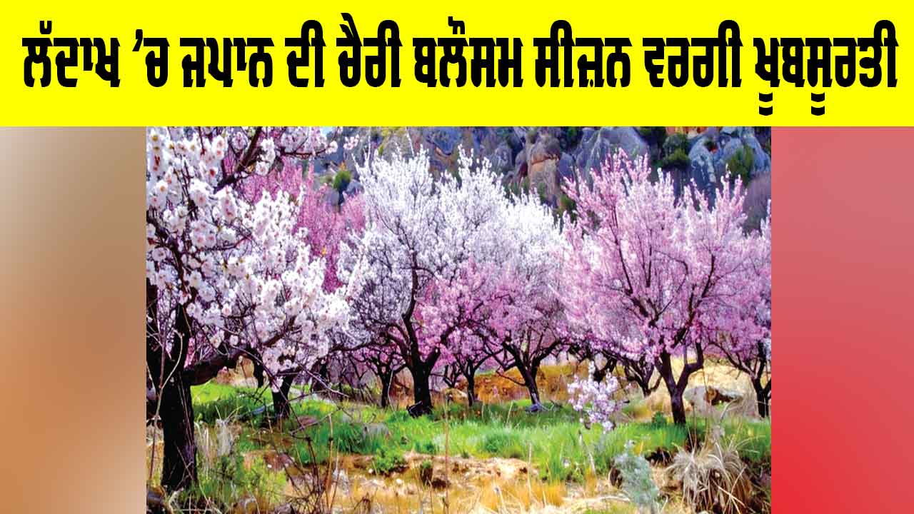 Ladakh Cherry Blossom: ਲੱਦਾਖ ’ਚ ਜਪਾਨ ਦੀ ਚੈਰੀ ਬਲੌਸਮ ਸੀਜ਼ਨ ਵਰਗੀ ਖੂਬਸੂਰਤੀ
