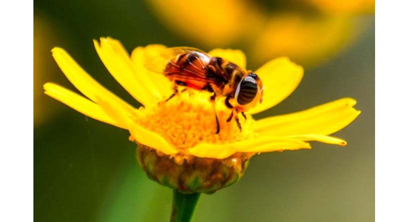 Low Oxygen Research: ਘੱਟ ਆਕਸੀਜਨ ਵਿੱਚ ਛੁਪਿਆ ਹੈ 'ਨਵੀਂ ਜ਼ਿੰਦਗੀ' ਦਾ ਰਾਜ਼, ਰਿਸਰਚ ਨੇ ਖੋਲ੍ਹਿਆ ਵੱਡਾ ਰਾਜ਼