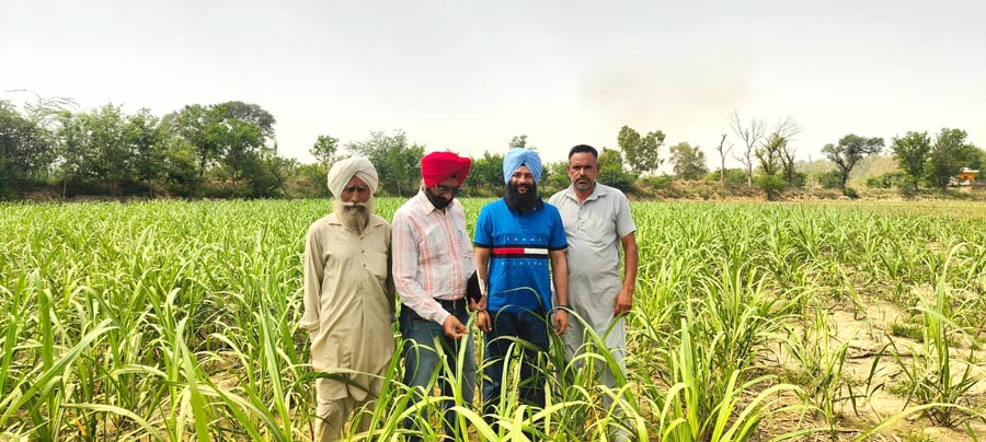 Punjab Farming News: ਮਾਹਿਰਾਂ ਦੀ ਟੀਮ ਨੇ ਵੱਖ-ਵੱਖ ਪਿੰਡਾਂ 'ਚ ਗੰਨੇ ਦੀ ਫ਼ਸਲ ਦੇ ਖੇਤਾਂ ਦਾ ਦੌਰਾ, ਰਿਪੋਰਟ 'ਚ ਸਾਹਮਣੇ ਆਈ ਇਹ ਗੱਲ
