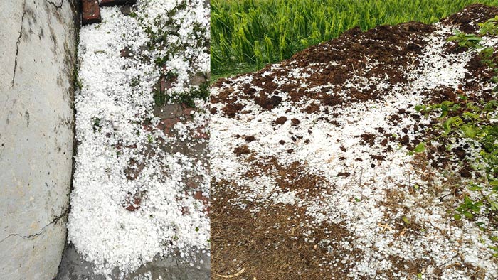 Punjab Hailstorm News: ਪੰਜਾਬ ਦੇ ਕਈ ਪਿੰਡਾਂ ’ਚ ਗੜ੍ਹੇਮਾਰੀ ਨੇ ਮਚਾਈ ਤਬਾਹੀ, ਫਸਲਾਂ ਹੋਈਆਂ ਤਬਾਹ
